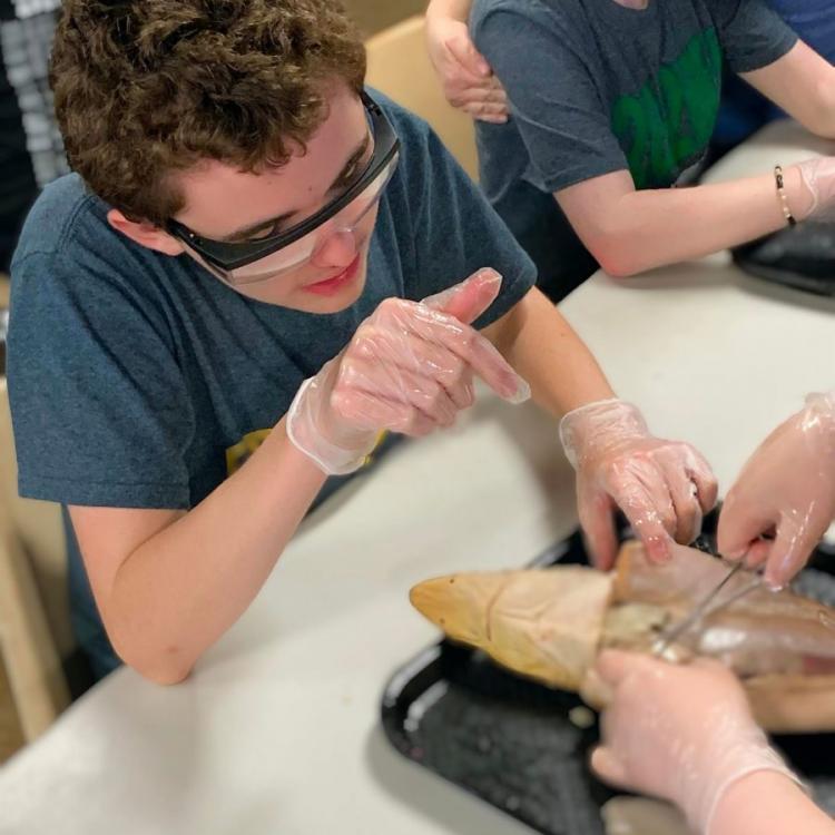  Boy dissecting animal 